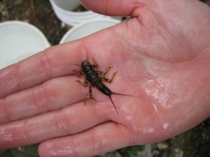 New Macroinvertebrate Survey for the Ottaway (Boardman) River